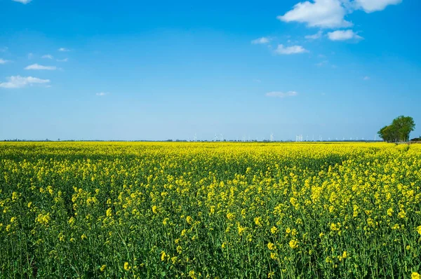 Champ de moutarde à fleurs. Beau paysage rural. Fleurs jaunes de sinapis utilisées comme engrais vert dans l'agriculture contre le ciel. — Photo