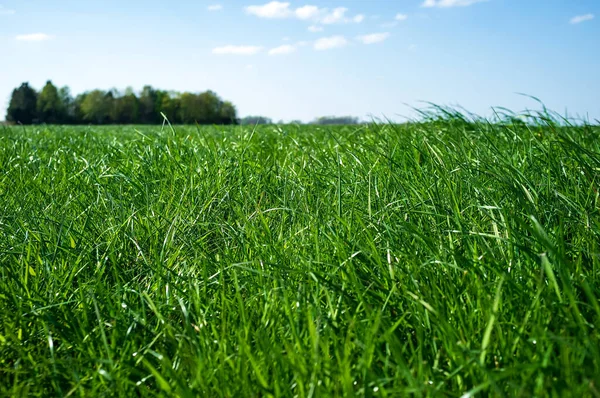 Champ d'herbe verte luxuriante, contre un ciel bleu et un arbre, un jour de printemps. — Photo