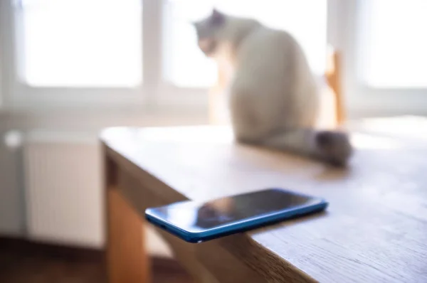 Das Smartphone wird lässig am Rand eines Tisches abgestellt, auf dem eine Katze sitzt und das Telefon fallen lassen kann. Konzept der fahrlässigen Haltung gegenüber den Dingen. — Stockfoto