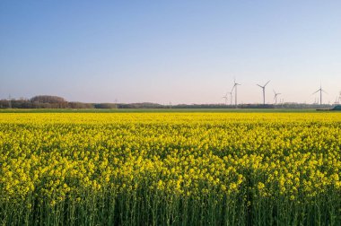 Rüzgâr değirmenlerinin ve mavi gökyüzünün arka planında çiçek açan hardallı bir tarla. Sinapslar tarımda yeşil gübre olarak kullanılır..