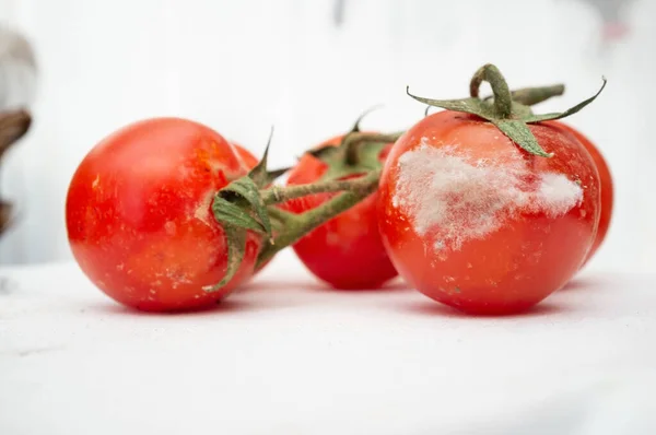 Red tomatoes on a branch with mold and fungus, on the kitchen table. Spoiled vegetables, unfit for food. — Stock Photo, Image