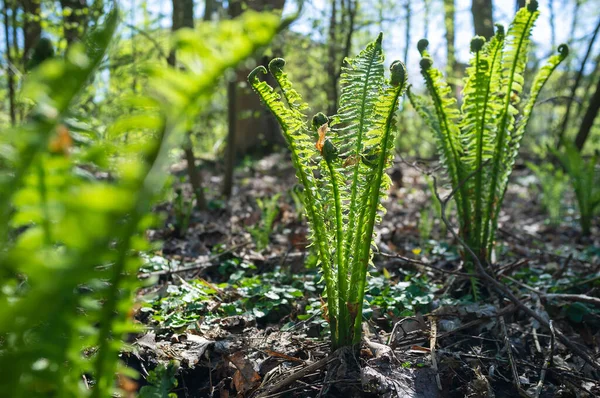 Helecho verde fresco en los rayos del sol primaveral, en el bosque contra el telón de fondo de los árboles y el cielo. —  Fotos de Stock