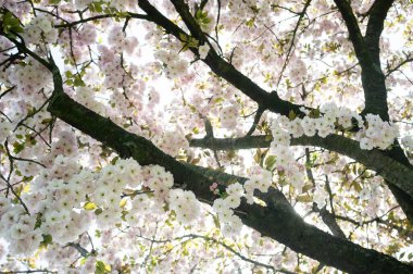 Sakura çiçek açtı. İlkbaharda, beyaz-pembe çiçekli kiraz dalları. 