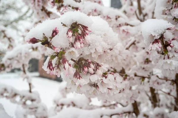 Sakura fiori nella neve, in primavera. Bellissimi fiori di ciliegio bianco-rosa in caso di maltempo. — Foto Stock