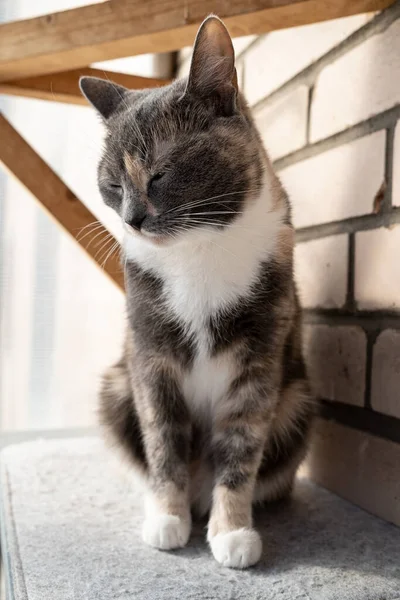 Droevige, verveelde kat liet zijn kop zakken en zit op een vilten beddengoed, op een balkon, tegen een stenen muur. — Stockfoto