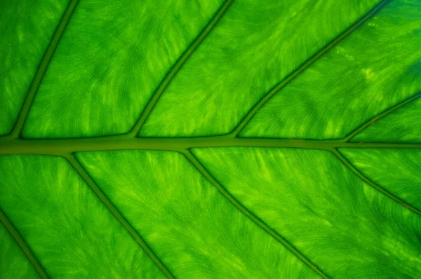Gröna palmblad med ådror. Abstrakt, strukturerad bakgrund. Uppfattat utrymme. Närbild. Bottenvy. — Stockfoto
