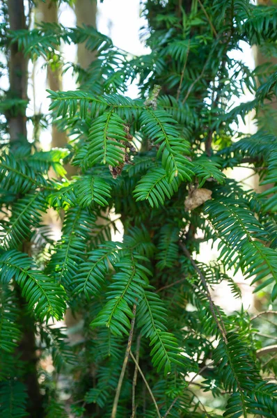Κλάδος με πράσινα φύλλα, σε ένα θολό φόντο του δάσους σε μια ηλιόλουστη ανοιξιάτικη μέρα. — Φωτογραφία Αρχείου