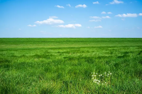 Landsbygdslandskap.Fält med grönt gräs mot en blå himmel och vita moln, på en vår solig dag. Vacker bild. — Stockfoto