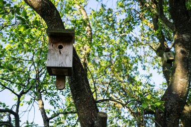 Kuş evi bir ağaç gövdesine bağlıdır, yeşil yaprakların arka planına ve mavi gökyüzüne, güneşli bir baharda, bir bahçede. Sığırcıklar için ahşap ev.
