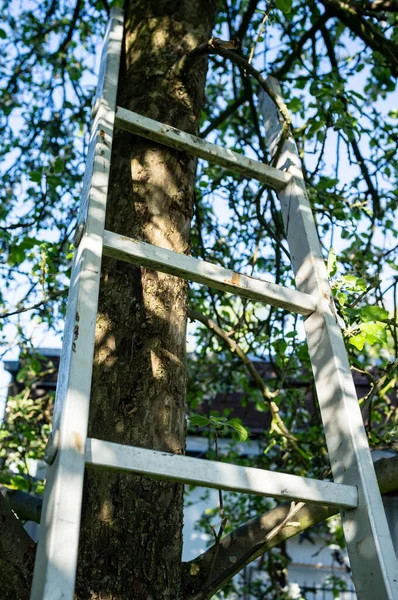 Aluminiumtrappen Står Nær Trestamme Hage Vårdag Avgrensning – stockfoto