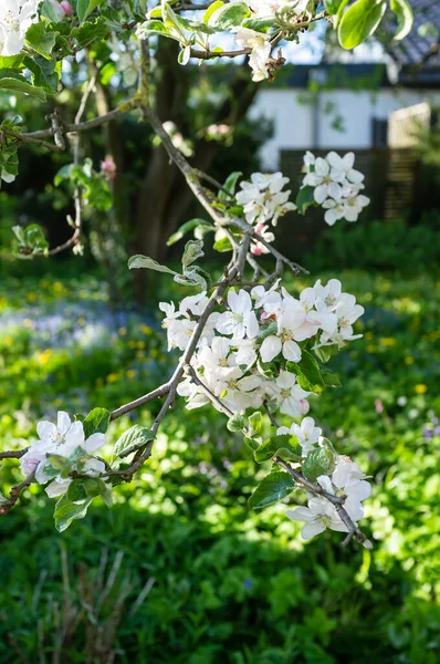 Kwitnąca Gałąź Jabłoni Ogrodzie Promieniach Wiosennego Słońca Tle Zielonej Trawy — Zdjęcie stockowe