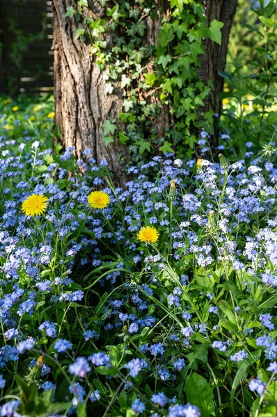 Lindas pequenas flores azuis florescendo no jardim, ao lado de dentes-de-leão, no fundo de uma árvore entrelaçada com hera comum. — Fotografia de Stock