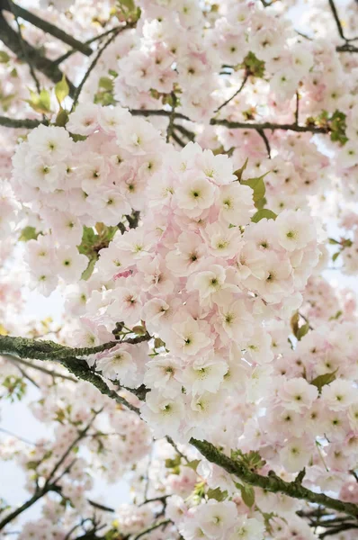 Сакура цвіте. Прекрасний біло-рожевий вишневий цвіт, навпроти неба, навесні.. — стокове фото