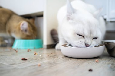 İştahlı iki aç kedi evlerinde hayvanlar için bir kase lezzetli börek yiyorlar.. 