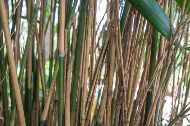 Sarı ve yeşil saplı bambu bitkileri gün ışığında bir serada. 