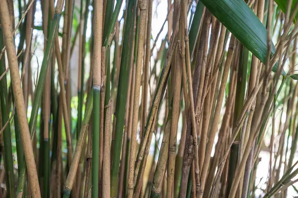 Sarı ve yeşil saplı bambu bitkileri gün ışığında bir serada. 