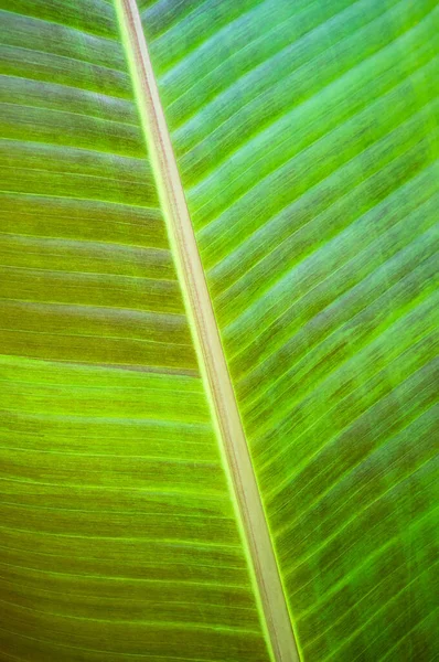 Зеленый пальмовый лист с венами. Абстрактный, фактурный фон. Принято. Крупный план. — стоковое фото