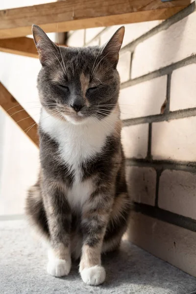 살금살금 걸어다니는 고양이는 눈을 감고 벽돌 벽에 대고 발코니에 있는 펠트 매트 위에 앉아 있다. — 스톡 사진