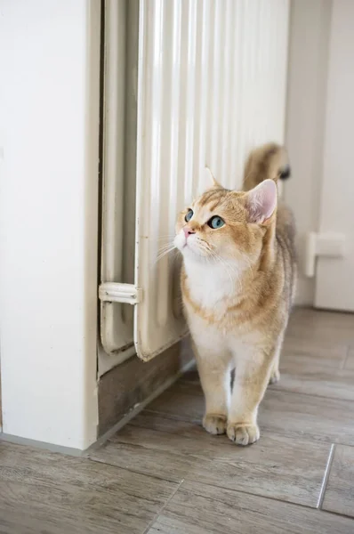 Hermoso gato se esconde juguetonamente a la vuelta de la esquina cerca del radiador, en la habitación y mira con curiosidad. — Foto de Stock