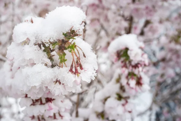 Sakura floresce na neve, na primavera. Belas flores de cereja branco-rosa em mau tempo. — Fotografia de Stock
