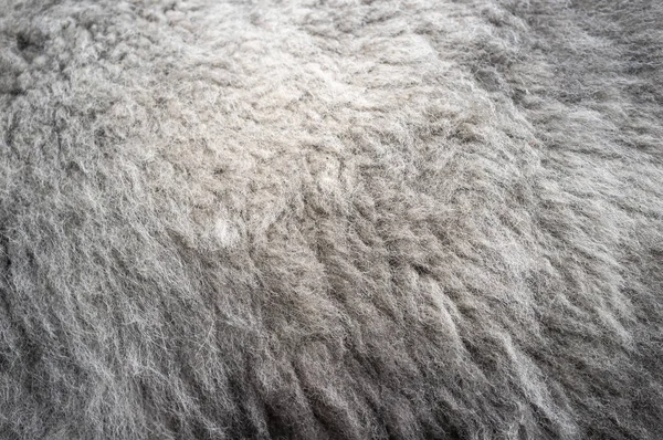 Close-up van zachte warme alpaca wol. Waardevolle lama bont wordt beschouwd als praktisch waterdicht en niet-allergeen. Kopieerruimte. — Stockfoto