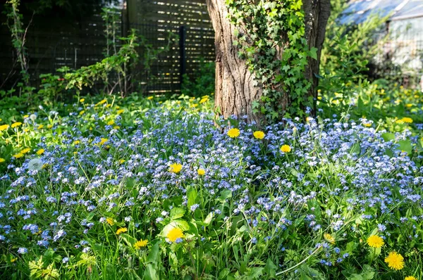 Pequenas flores azuis e amarelo dandelions florescer no jardim, contra o fundo de uma árvore coberta com hera comum e uma cerca. — Fotografia de Stock