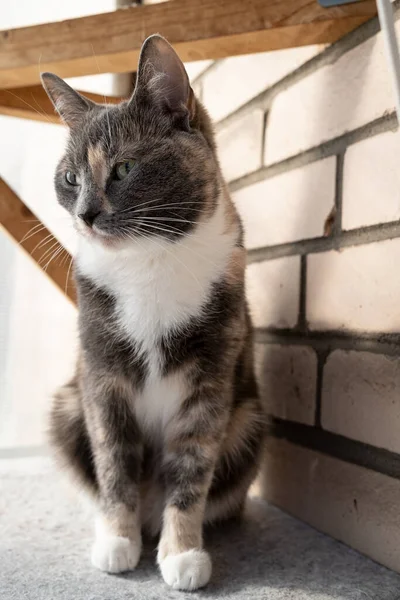 Gato cuidadoso senta-se em um tapete de feltro e olha para longe, em uma varanda, perto de uma parede de tijolo. — Fotografia de Stock