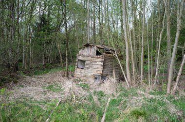 Terk edilmiş eski köhne ahşap kulübe ağaçların arkasında duruyor..