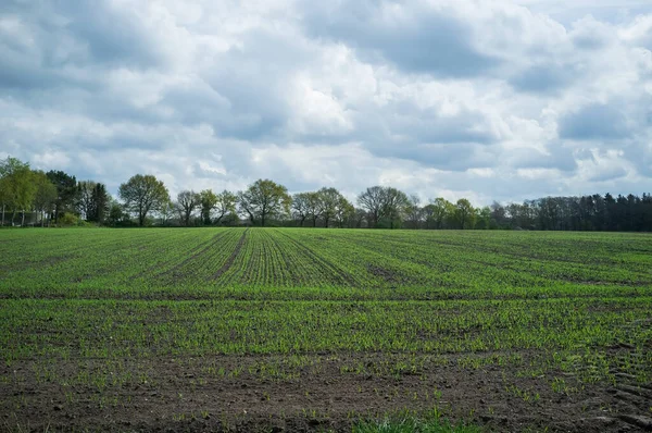 Feld mit ausgetrieben Pflanzen gegen einen bewölkten Himmel, an einem Frühlingstag. Agrarlandschaften. lizenzfreie Stockbilder