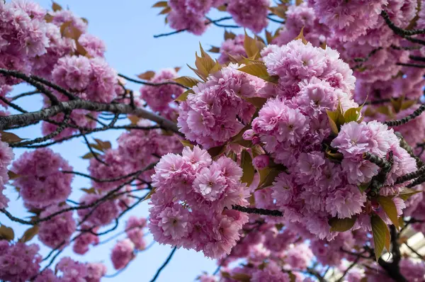 Beautiful pink sakura flowers, against the blue sky. Cherry blossoms. — Stock Photo, Image