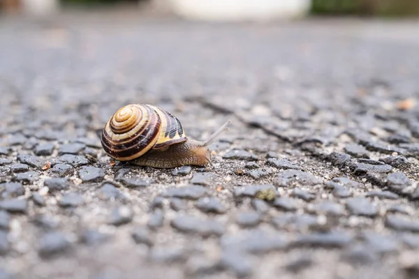 Escargot sur une route asphaltée, sur un fond flou. — Photo