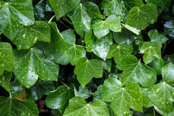 Fogliame verde brillante in gocce di pioggia. Contesto. Primo piano. — Foto Stock