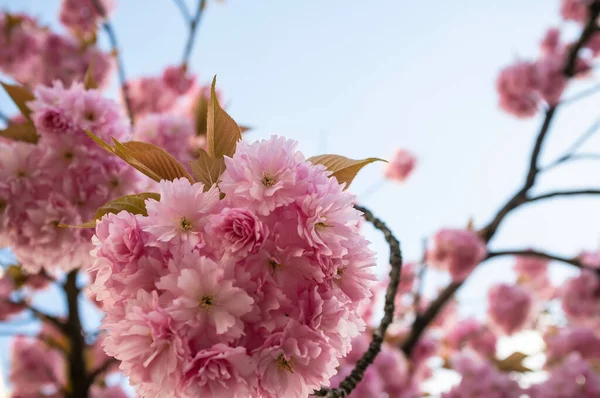 Bellissimi fiori di sakura rosa, contro il cielo blu. Fiori di ciliegio. — Foto Stock