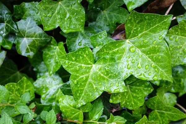 Sfondo di foglie verdi in gocce di pioggia. Primo piano. — Foto Stock