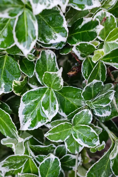 Belle foglie bianco-verdi bagnate dopo la pioggia. Primo piano. — Foto Stock