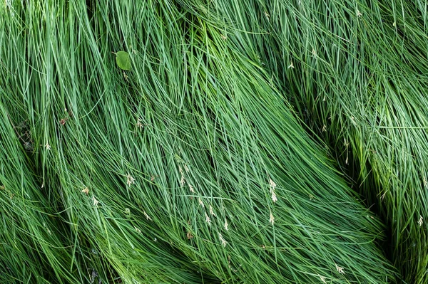 春の日に濃い緑の草。コピースペース。トップ表示. — ストック写真