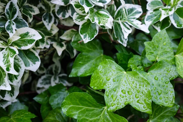 Dos arbustos con hojas de color blanco-verde y verde en gotas de lluvia, al aire libre. Contexto. — Foto de Stock