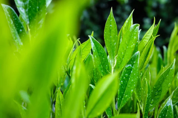 Arbuste Aux Feuilles Vertes Gouttes Après Pluie Sur Fond Flou — Photo