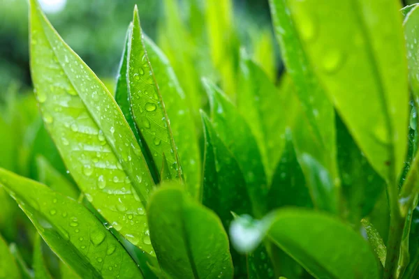 Кустарник Зелеными Листьями Капли После Дождя Размытом Фоне Зелени Открытом — стоковое фото
