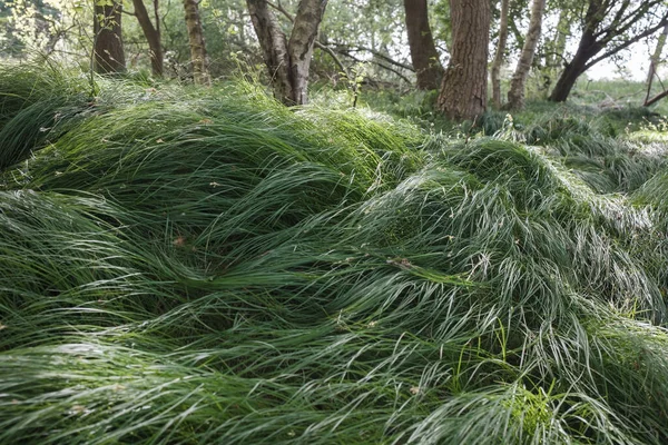 Schönes Dichtes Grünes Gras Auf Einer Waldlichtung Einem Frühlingstag Vor — Stockfoto