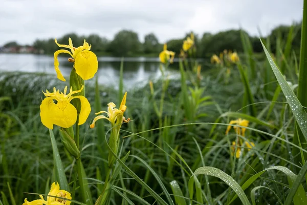 Bulutlu bir bahar gününde, rezervuarın kıyısındaki yeşilliklerin arasında çiçek açan sarı iris..