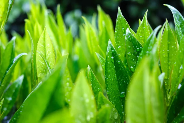 Arbuste Aux Feuilles Vertes Gouttes Après Pluie Sur Fond Flou — Photo