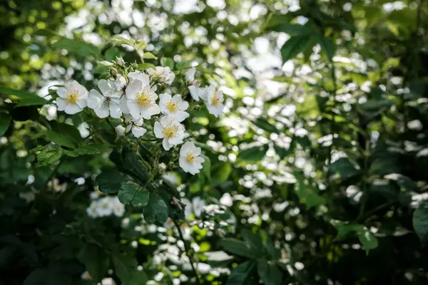 晴れた夏の日に緑の葉に美しい白い花を持つ開花低木 — ストック写真