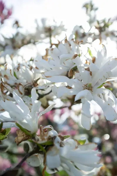 Blooming Tree White Flowers Branches Springtime Sky Close — Stock Photo, Image