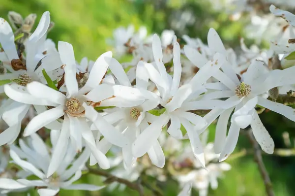 緑の草のぼやけた背景に美しい白い花を持つ枝 — ストック写真