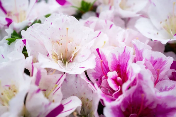 シャクナゲの開花 美しい白と紫の花は — ストック写真