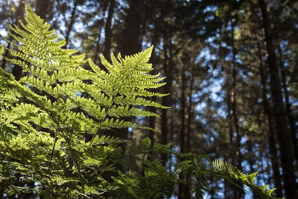 Hermoso Helecho Iluminado Por Luz Del Sol Sobre Fondo Del —  Fotos de Stock