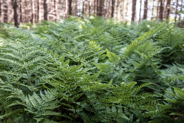 Helecho Bosque Sobre Fondo Los Árboles Día Verano —  Fotos de Stock