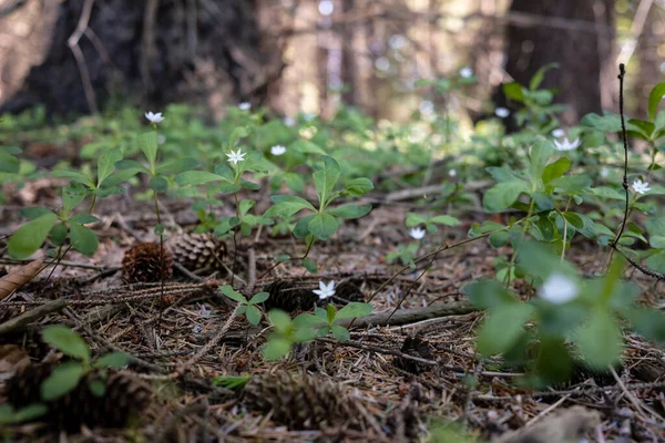 Pequenas Flores Brancas Floresta Entre Árvores Dia Verão — Fotografia de Stock