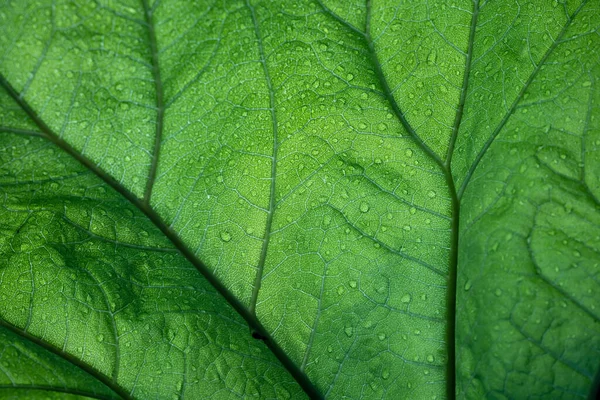 Schöne Grüne Blatt Geädert Wassertropfen Abstrakter Strukturierter Hintergrund Kopierraum Nahaufnahme — Stockfoto